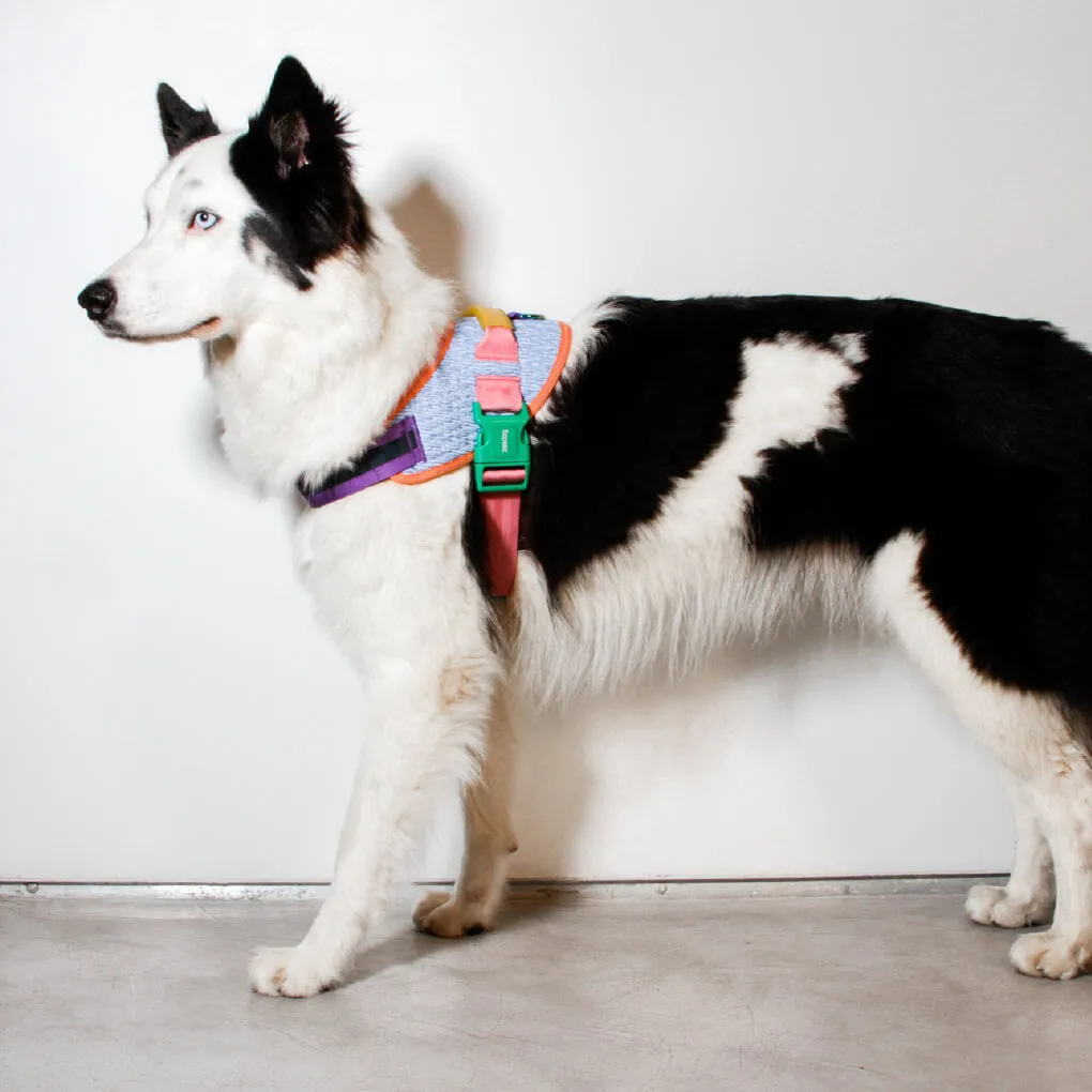 Zee.Dog FlyHarness | Galaxy